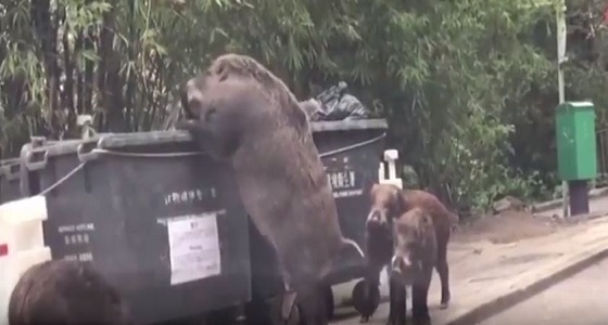 بالفيديو.. حيوان بري ضخم يثير الذعر بالطريق العام