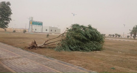 بالصور.. اقتلاع الأشجار بسبب شدة الرياح بالعويقيلة