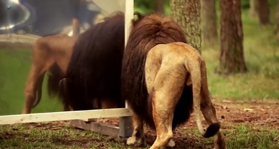 بالفيديو.. رد فعل صادم لحيوانات تشاهد نفسه بالمرآة لأول مرة