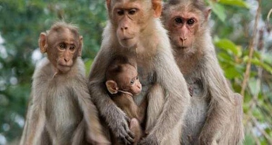 فيديو مؤثر لقرود تستقبل صغيرها بالمعانقة والأحضان