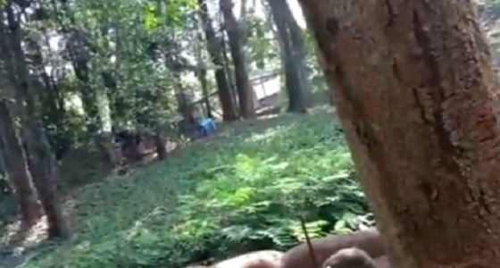 فيديو مروع لرجل يقفز داخل قفص أسود بحديقة حيوانات