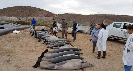 انتحار عشرات الدلافين تعرضت لهجوم شرس داخل البحر