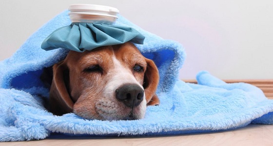 باحثون يحذرون من إمكانية انتقال أنفلونزا الكلاب للبشر