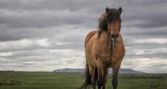 صورة حصان يبتسم للكاميرا تثير اعجاب المتابعين