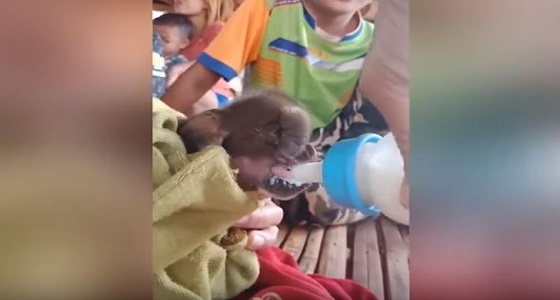 بالفيديو.. ولادة نادرة لخنزير بخرطوم فيل