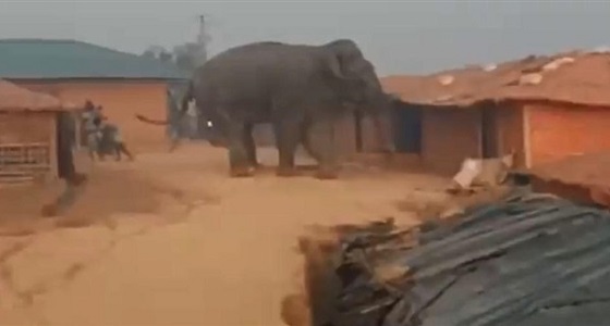بالفيديو..فيل هائج يهاجم مخيم لاجئين