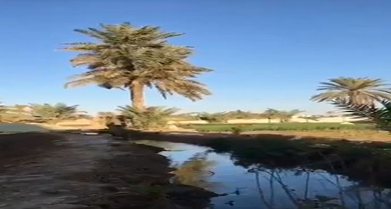 بالفيديو.. خالد الزعاق: غدًا السبت أول موسم بذرة الست