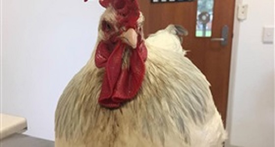 دجاجة تخضع لعملية تصحيح جنسي عقب تحولها إلى ديك