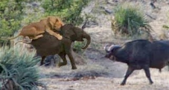 بالفيديو.. جاموس ينقذ فيلا صغيرا من قبضة أسد