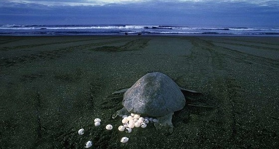 بالفيديو.. سلاحف بحرية مهددة بالانقراض تضع بيضها على شاطئ بالهند