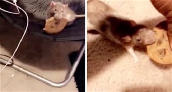 بالفيديو.. مشاجرة عنيفة بين فأر وسيدة على قطعة بسكويت