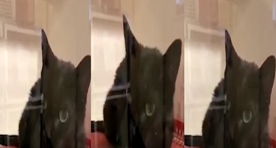 بالفيديو.. قطة تلقي التحية كالبشر