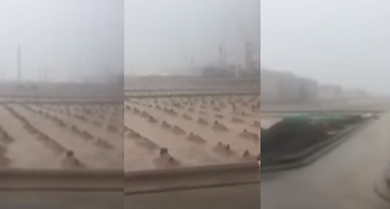 بالفيديو.. شاب يلهج بالدعاء على قبور الصحابة أثناء هطول الأمطار