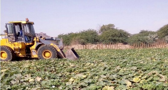 بالصور.. إزالة 6000 متر مزارع تروى بمياه ملوثة في مكة