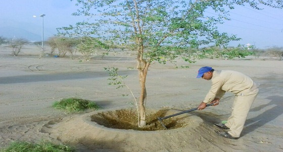 بالصور.. صيانة الحدائق وغسيل الأشجار في نجران