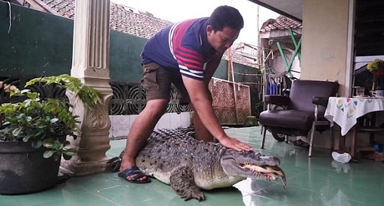بالفيديو.. عائلة إندونيسية تربي حيوانات مفترسة في المنزل