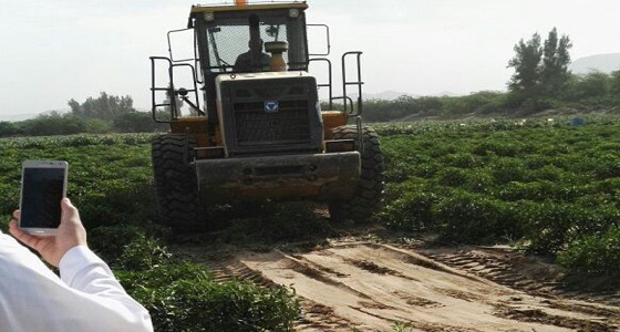 أمانة مكة تزيل 5 مزارع وتتلف محاصيل غير صحية
