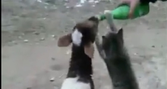 فيديو طريف لمشاجرة بين قطة وماعز على زجاجة حليب