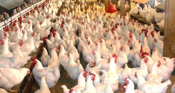 مزارع هندية تستخدم ” مضادات حيوية ” لتسمين الدجاج