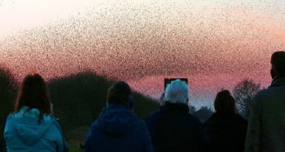 بالصور.. عاصفة من الطيور تجتاح سماء محمية طبيعية ببريطانيا