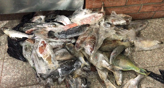 بالصور.. إتلاف 43 كيلو من الأسماك بالمدينة المنورة