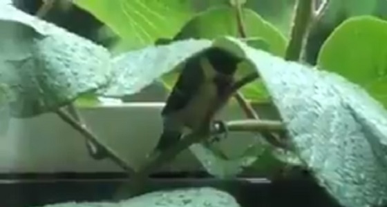 فيديو مذهل لطرق اختباء الطيور من الأمطار