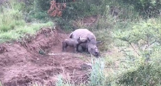 فيديو مؤثر لصغير وحيد القرن يرضع من والدته المقتولة