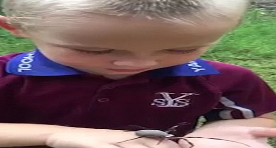 فيديو مروع لطفل يلهو بعنكبوت سام