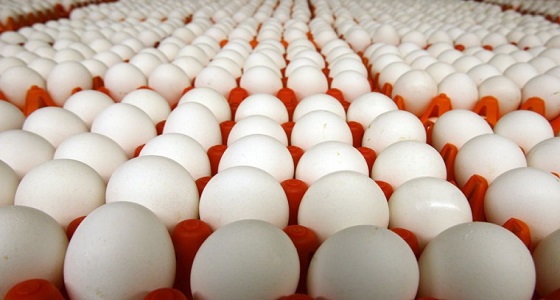 شركة تغري موظفيها الجدد بعلاوة 144 بيضة شهريًا