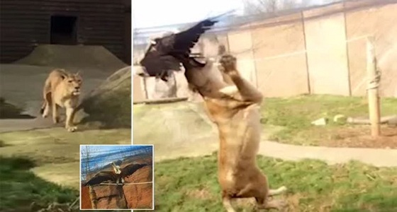 نسر يطير لعرين الأسود فيلقى حتفه