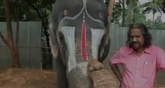 فيديو مذهل لفيل يلعب على آلة الهارمونيكا