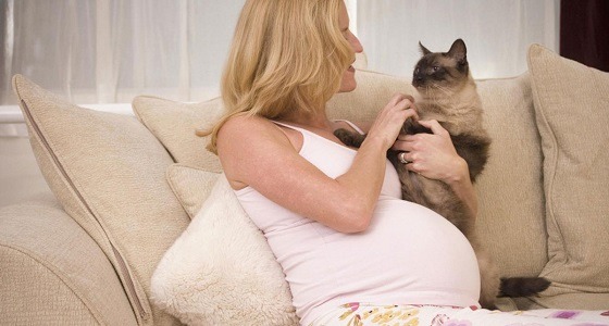 أطباء يوضحون حقيقة تسبب القطط في الإجهاض