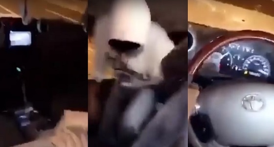 بالفيديو .. ” شيلة ” تدفع سائقين للرجوع إلى المقاعد الخلفية أثناء القيادة