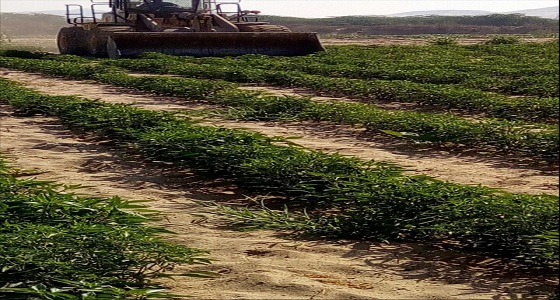 إزالة أكثر من 6000 متر مزارع غير صحية بمكة