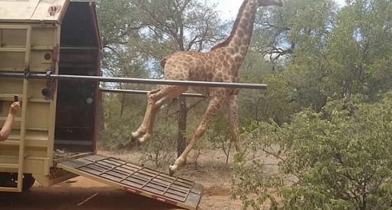 بالفيديو.. سعادة ” زرافة ” بحريتها يفقدها توازنها