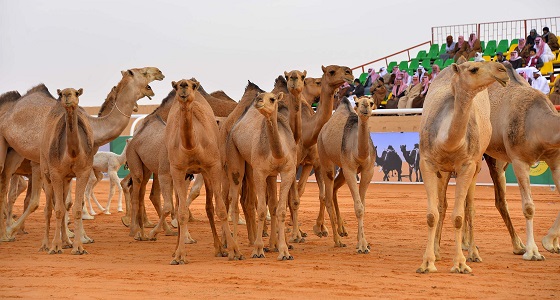 ” مهرجان الملك عبد العزيز ” يحقق رقم قياسي في سباق الهجن