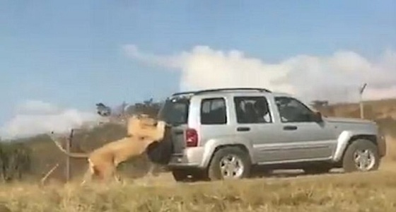بالفيديو.. أسد يتشبث بسيارة رياضية في جنوب إفريقيا