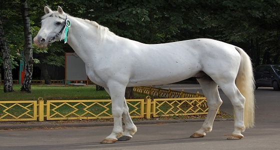  بالصور..أول فتاة سعودية تروض الخيول