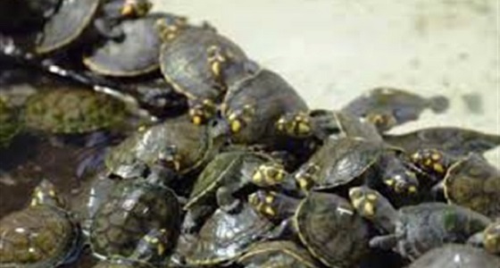 سرقة بيض السلاحف من محمية بإندونيسيا