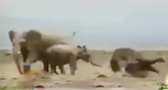 بالفيديو.. فيل ضخم يعاني سكرات الموت وسط حزن أسرته