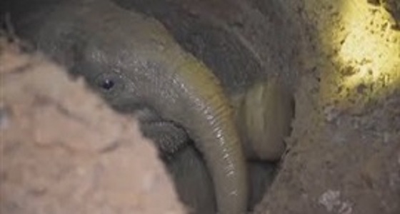بالفيديو.. إنقاذ فيل صغير سقط في بئر بطريقة مثيرة