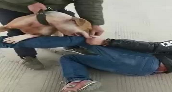 بالفيديو.. كلب يهاجم رجل أثار غضبه في الشارع