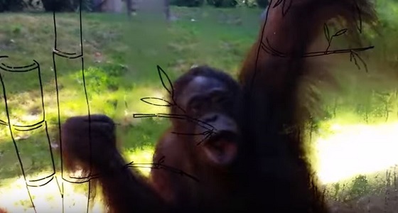 فيديو طريف لإنسان الغاب تمسح الزجاج بشفتيها