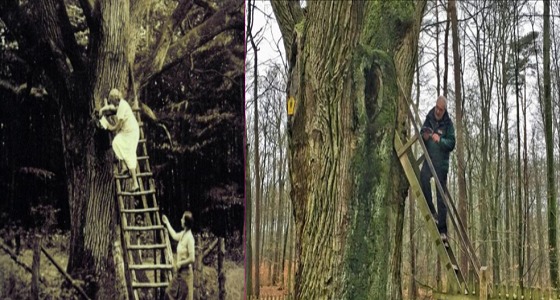 بالصور..قصة شجرة بلوط عمرها 500 عامًا &#8221; صندوق بريد العشاق &#8220;