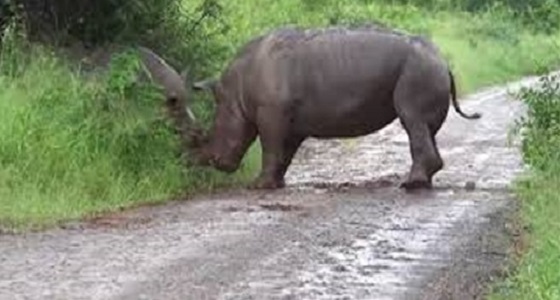 بالفيديو.. معركة شرسة بين وحيدي القرن بالأدغال