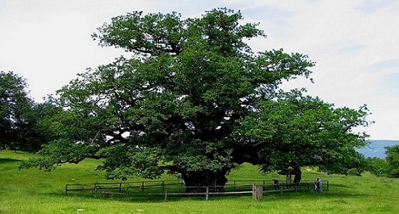 شجرة بلوط الفلين البرتغالية بعد دخولها موسوعة جينيس مرشحة للقب هذا العام