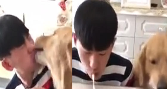 بالفيديو.. شاب يتحدى كلبين في مسابقة طعام