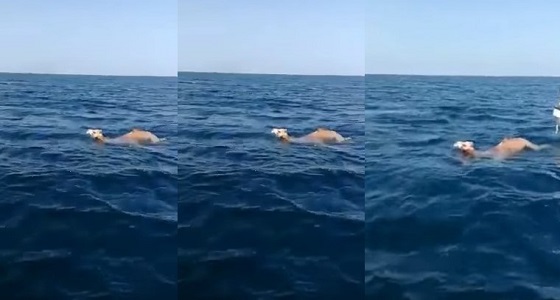 بالفيديو.. ثلاثة جمال يسبحون بعيدا عن الشاطئ