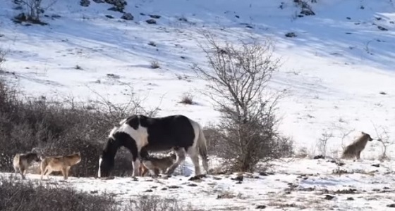 بالفيديو.. حصان يداعب مجموعة ذئاب ويدعوهم للهو معه