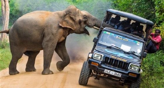 بالصور.. فيل غاضب يهاجم سيارة بحثا عن الطعام